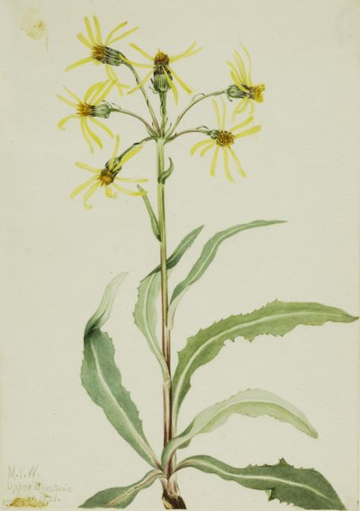 Sureva pohjanlehto (Senecio lugens) tekijältä Mary Vaux Walcott