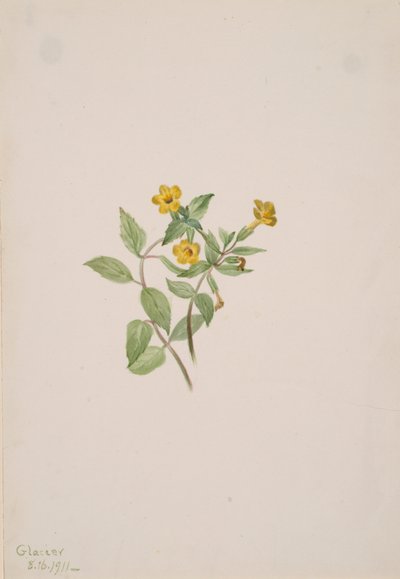 Myskikukka Mimulus moschatus, 1911. tekijältä Mary Vaux Walcott