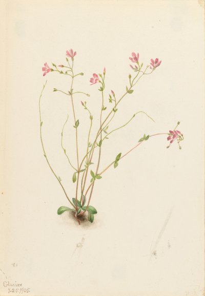 Naiad Kevät Kaunotar (Claytonia parvifolia) tekijältä Mary Vaux Walcott