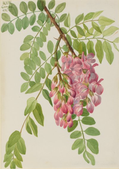 Uusi meksikolainen heinäsirkka (Robinia neomexicana) tekijältä Mary Vaux Walcott