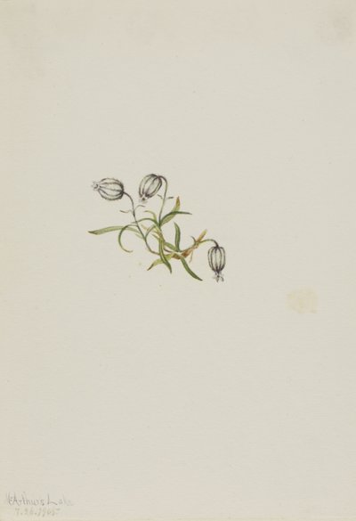 Nyökkäilevä leimukukka (Lychnis apetala) tekijältä Mary Vaux Walcott