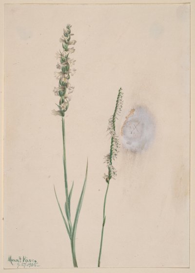 Nodding Ladies-Tresses Ibidium cernum, 1905. tekijältä Mary Vaux Walcott