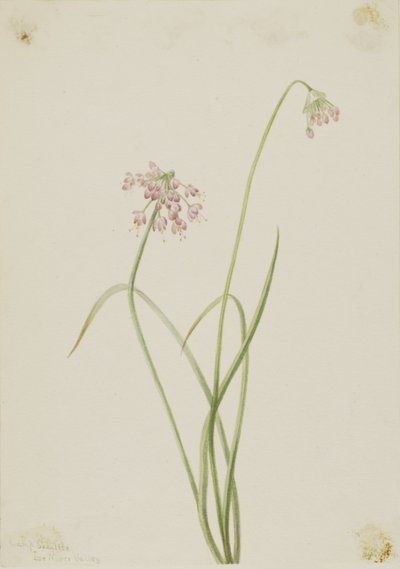 Sipuli (Allium cernuum) tekijältä Mary Vaux Walcott