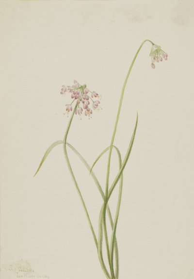 Nodding Onion Allium cernuum, 1901. Finès tekijältä Mary Vaux Walcott