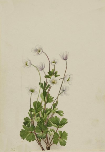 Northern Anemone Anemone parviflora, 1924. tekijältä Mary Vaux Walcott