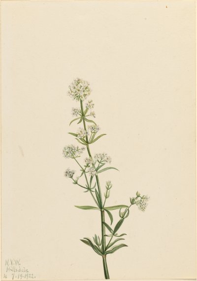 Pohjoinen olki (Galium boreale) tekijältä Mary Vaux Walcott