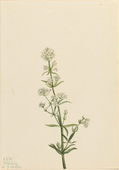 Northern Bedstraw Galium boreale, 1922. tekijältä Mary Vaux Walcott