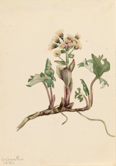 Pohjoinen valkoselkätikka (Petasites hyperboreus) tekijältä Mary Vaux Walcott