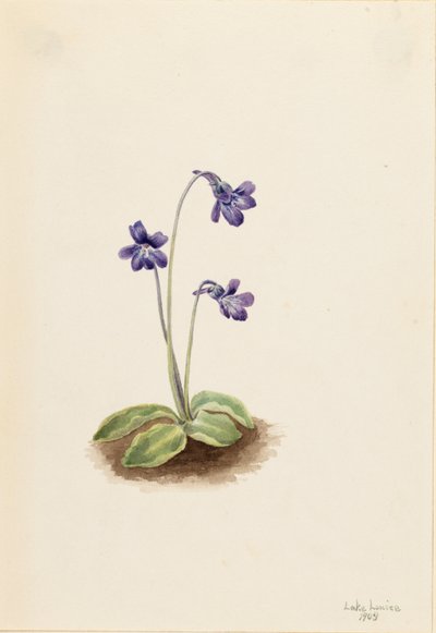 Pohjoinen perhonen (Pinguicula vulgaris) tekijältä Mary Vaux Walcott