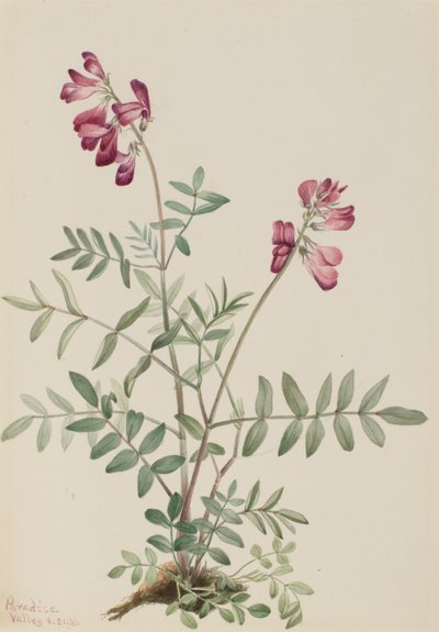 Northern Hedyxes Northern Hedyxes, 1916. tekijältä Mary Vaux Walcott