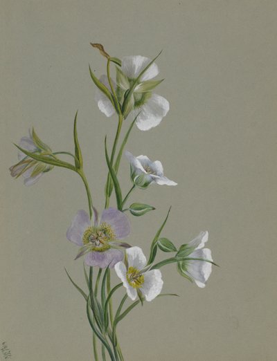 Tiellä monumenttiin, 1881. tekijältä Mary Vaux Walcott