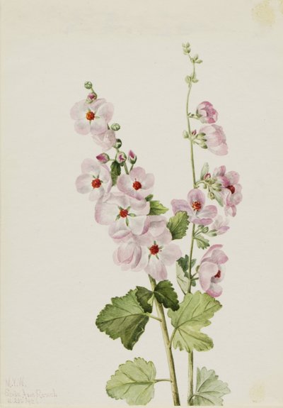 Oranssisilmäinen pallomaruna (Sphaeralcea davidsonii) tekijältä Mary Vaux Walcott