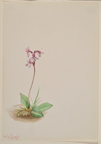 Orchis Orchis rotundifolia, 1916. tekijältä Mary Vaux Walcott