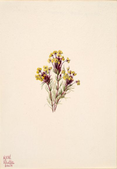 Pöllöapila Orthocarpus erianthus, 1935. tekijältä Mary Vaux Walcott
