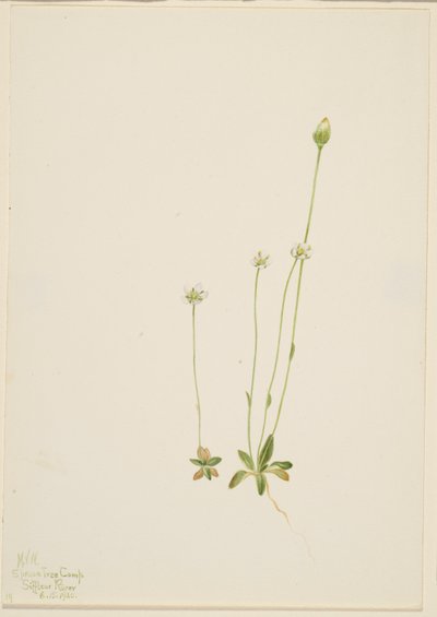 Oxytropis aepicola tekijältä Mary Vaux Walcott