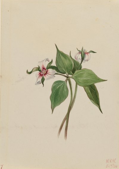Maalattu Trillium (Trillium undulatum) tekijältä Mary Vaux Walcott