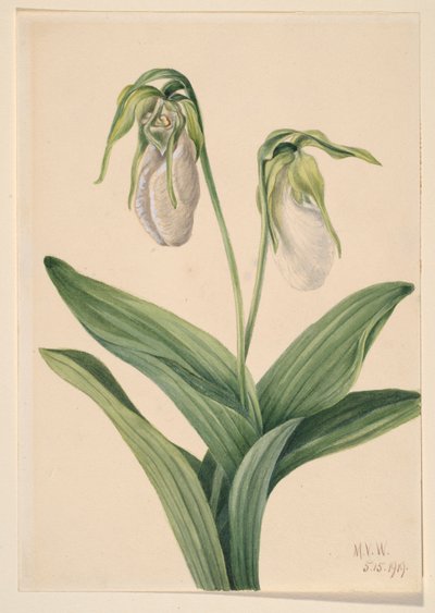 Vaalea naisen tossu (Cypridedium acaule) tekijältä Mary Vaux Walcott