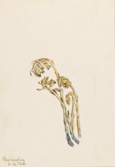 Pale Pinesap (Hypopitys americana) tekijältä Mary Vaux Walcott