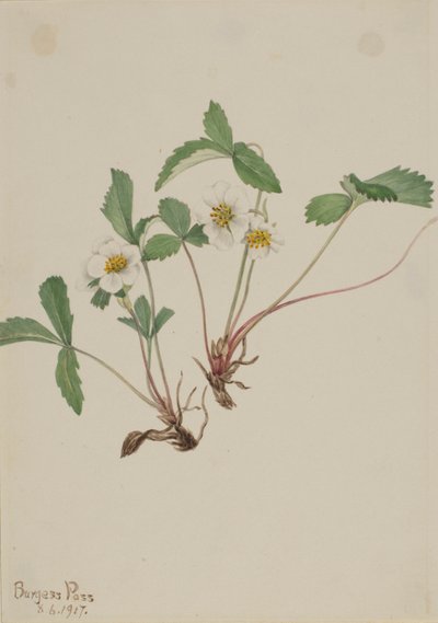 Vaalea mansikka (Fragaria glauca) tekijältä Mary Vaux Walcott