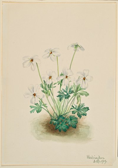 Pansy Violet (Viola pedata) tekijältä Mary Vaux Walcott