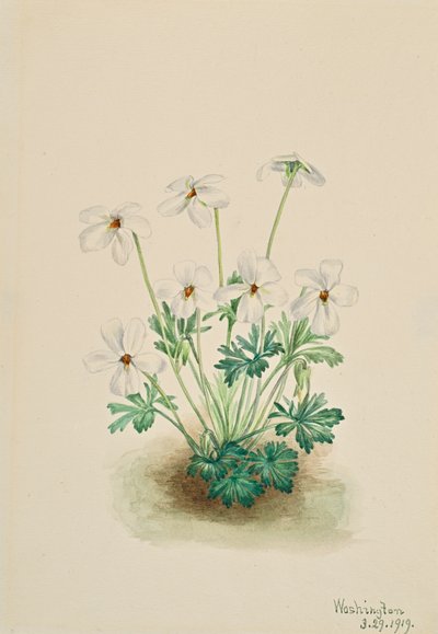 Pansy Violet Viola kulutuspinta, 1919. tekijältä Mary Vaux Walcott