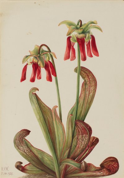 Papukaija Kannukasvi (Sarracenia psittacina) tekijältä Mary Vaux Walcott