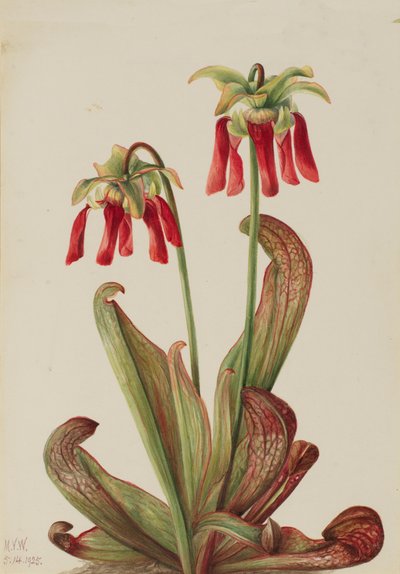 Papukaijakasvi Sarracenia psittacina, 1925. tekijältä Mary Vaux Walcott