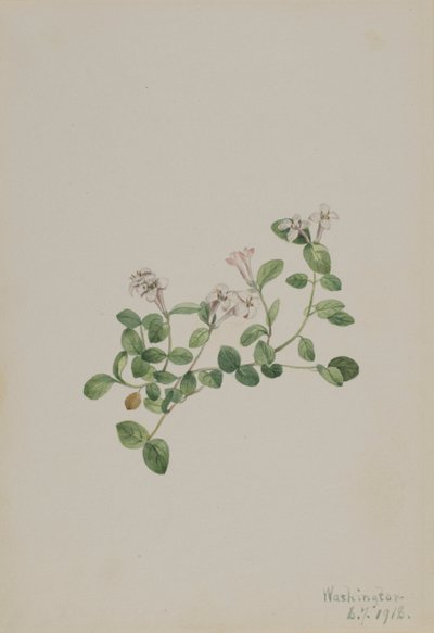 Partridgeberry (Mitchella repena) tekijältä Mary Vaux Walcott