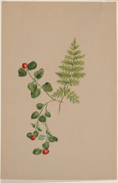 Partridgeberry (Mitchella repens) tekijältä Mary Vaux Walcott