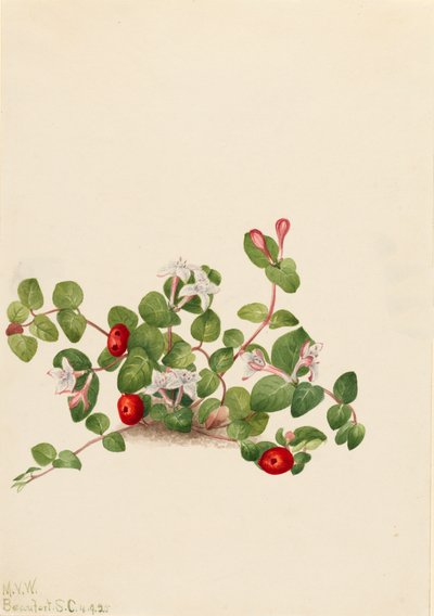 Partridgeberry Mitchella repens, 1925. tekijältä Mary Vaux Walcott
