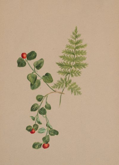 Partridgeberry Mitchella repens, n. 1883. tekijältä Mary Vaux Walcott