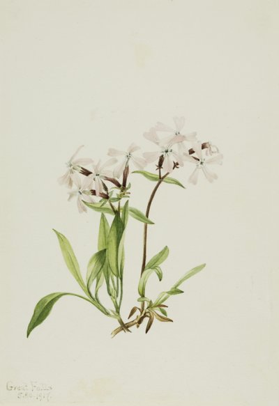 Turpeenpinkki (Silene caroliniana) tekijältä Mary Vaux Walcott