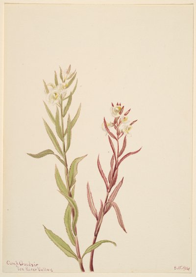 Pedicularis raremosa, 1904. tekijältä Mary Vaux Walcott