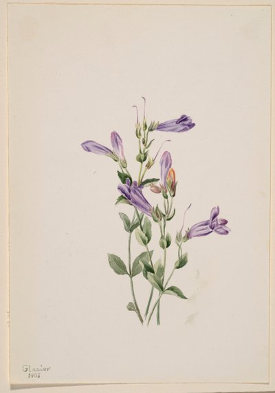 Penstemon (Penstimon fruiticosus) tekijältä Mary Vaux Walcott