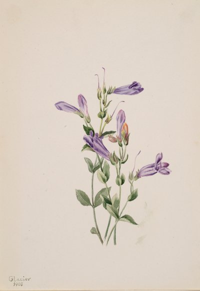 Penstemon Penstimon fruiticosus, 1903. tekijältä Mary Vaux Walcott