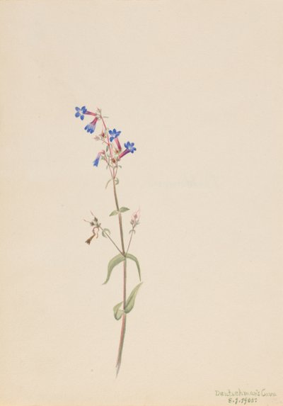 Penstemon Penstemon procerus, 1905. tekijältä Mary Vaux Walcott