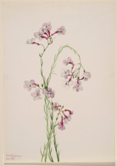 Pentstemon ambiguus tekijältä Mary Vaux Walcott