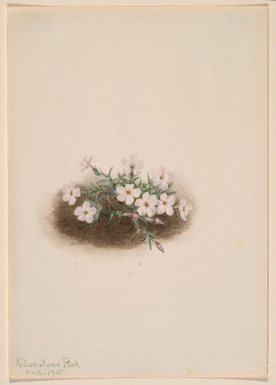 Phlox tekijältä Mary Vaux Walcott