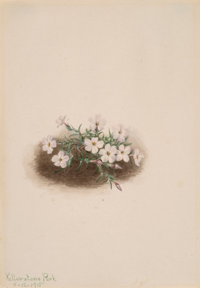 Phlox, 1915. tekijältä Mary Vaux Walcott