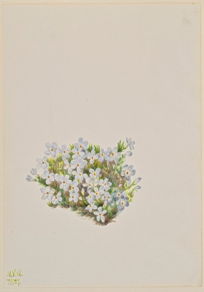 Phlox Phlox caespitosa, 1937. tekijältä Mary Vaux Walcott