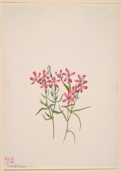 Phlox stansburyi tekijältä Mary Vaux Walcott