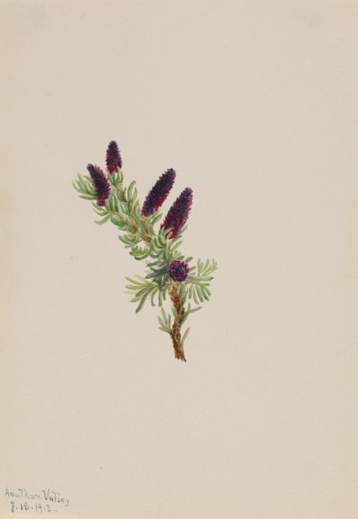 Picea engelmanni tekijältä Mary Vaux Walcott