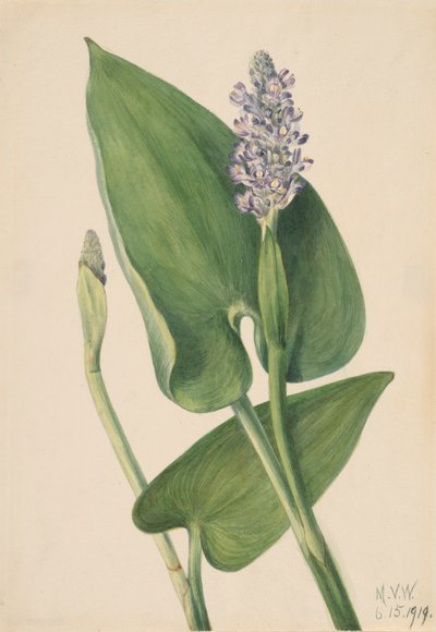 Pickerelweed Pontederia cordata, 1919. tekijältä Mary Vaux Walcott