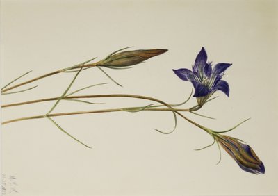Pinebarren Gentian (Gentiana porphyrio) tekijältä Mary Vaux Walcott