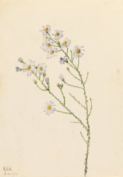 Pineland Aster (Aster squarrosus) tekijältä Mary Vaux Walcott