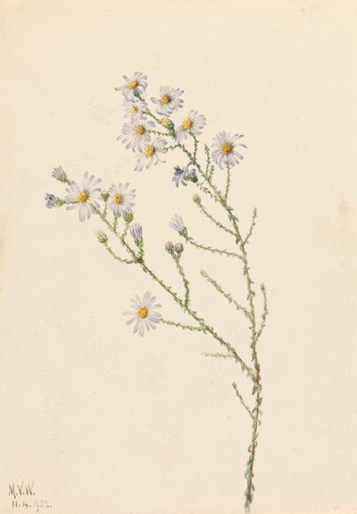 Pineland Aster Aster squarrosus, 1922. tekijältä Mary Vaux Walcott