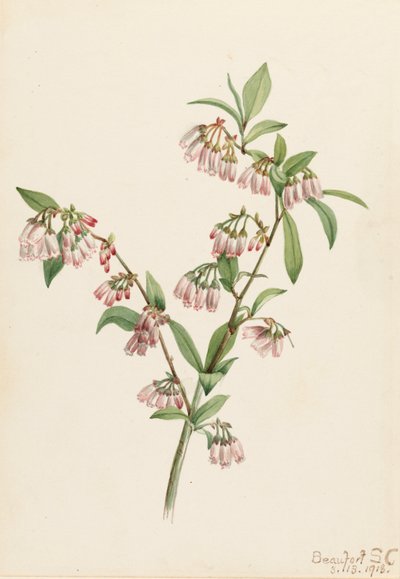 Pineland Blueberry Vaccinium tenellum, 1918. tekijältä Mary Vaux Walcott