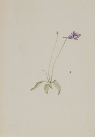 Pinguicula vulgaris tekijältä Mary Vaux Walcott