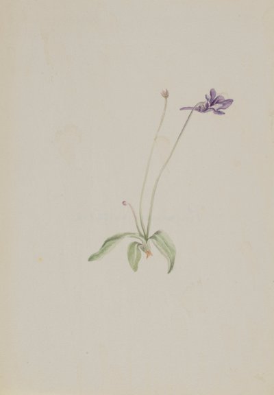 Pinguicula vulgaris, n. 1930-luvun alku. tekijältä Mary Vaux Walcott