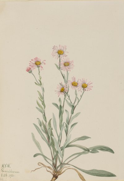 Pink Fleabane Erigeron caespitosus, 1921. finlandez tekijältä Mary Vaux Walcott